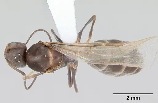 Dorymyrmex brunneus specimen CASENT0173844 image casent0173844_1