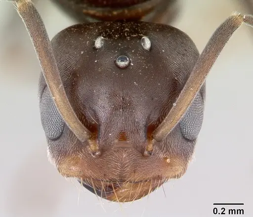 Dorymyrmex brunneus specimen CASENT0173844 image casent0173844_2