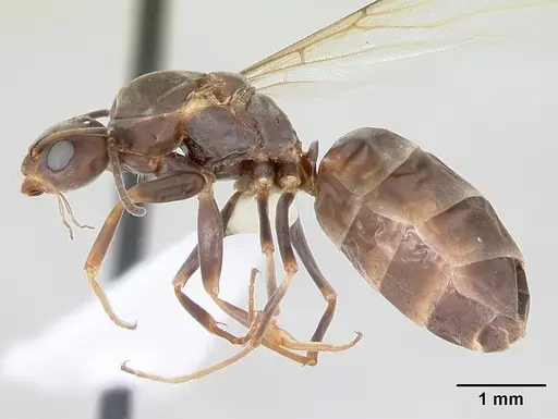 Dorymyrmex brunneus specimen CASENT0173844 image casent0173844_3