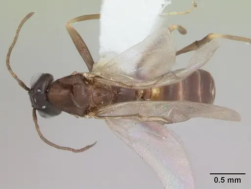 Dorymyrmex brunneus specimen CASENT0173845 image casent0173845_1