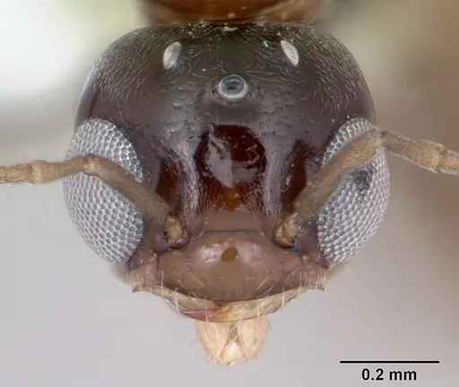 Dorymyrmex brunneus specimen CASENT0173845 image casent0173845_2