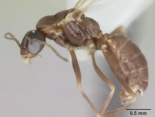 Dorymyrmex brunneus specimen CASENT0173845 image casent0173845_3
