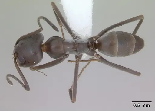 Dorymyrmex brunneus specimen CASENT0173846 image casent0173846_1