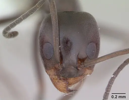 Dorymyrmex brunneus specimen CASENT0173846 image casent0173846_2