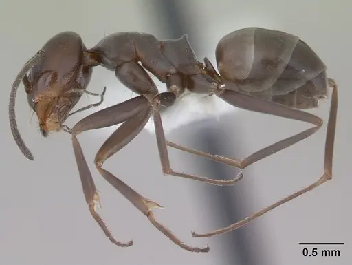 Dorymyrmex brunneus specimen CASENT0173846 image casent0173846_3