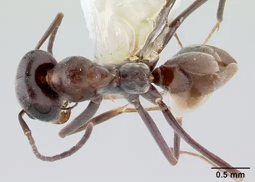 Dorymyrmex brunneus specimen CASENT0179523 image casent0179523_1