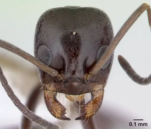 Dorymyrmex brunneus specimen CASENT0179523 image casent0179523_2
