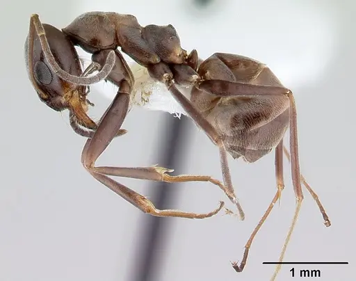 Dorymyrmex brunneus specimen CASENT0179523 image casent0179523_3