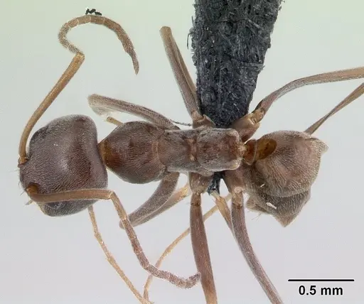 Dorymyrmex brunneus specimen CASENT0192698 image casent0192698_1