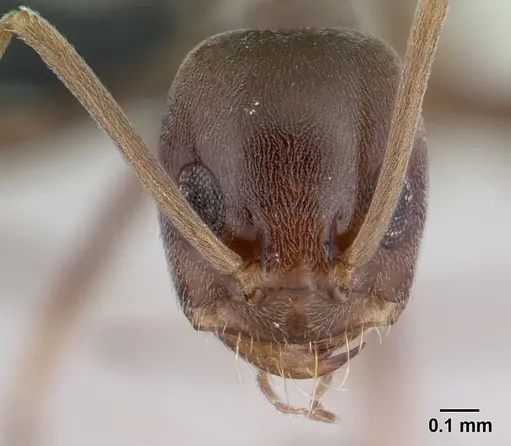 Dorymyrmex brunneus specimen CASENT0192698 image casent0192698_2