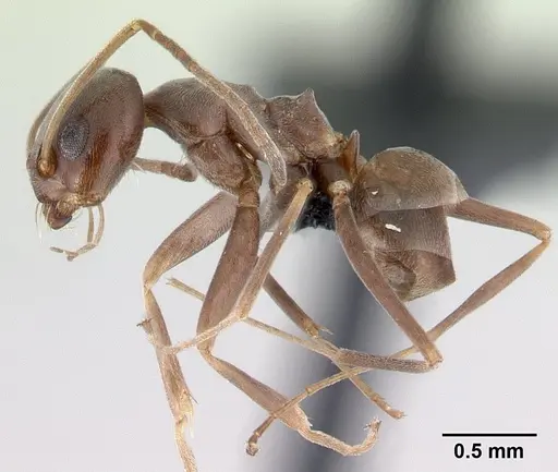 Dorymyrmex brunneus specimen CASENT0192698 image casent0192698_3