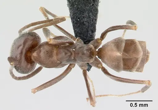 Dorymyrmex brunneus specimen CASENT0192705 image casent0192705_1