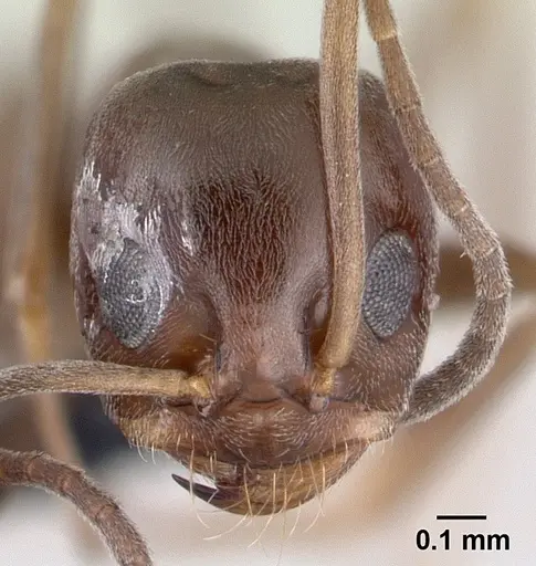 Dorymyrmex brunneus specimen CASENT0192705 image casent0192705_2