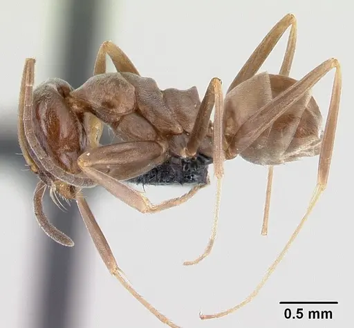 Dorymyrmex brunneus specimen CASENT0192705 image casent0192705_3