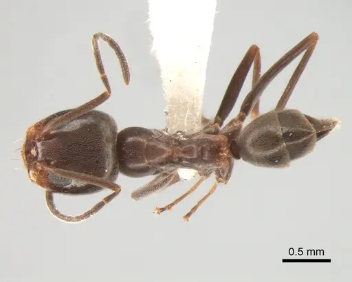 Dorymyrmex brunneus specimen CASENT0841140 image casent0841140_1