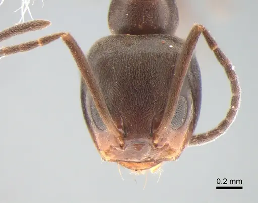 Dorymyrmex brunneus specimen CASENT0841140 image casent0841140_2