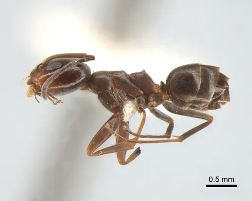 Dorymyrmex brunneus specimen CASENT0841140 image casent0841140_3