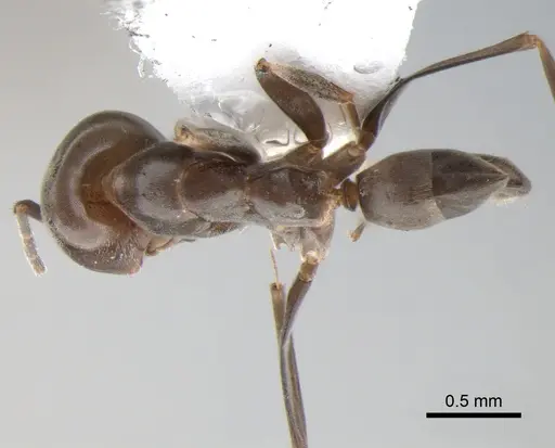 Dorymyrmex brunneus specimen CASENT0841142 image casent0841142_1