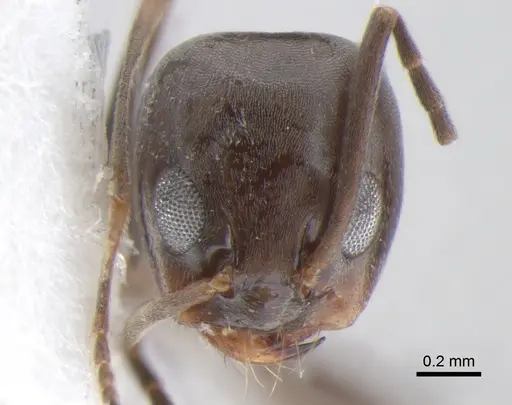 Dorymyrmex brunneus specimen CASENT0841142 image casent0841142_2