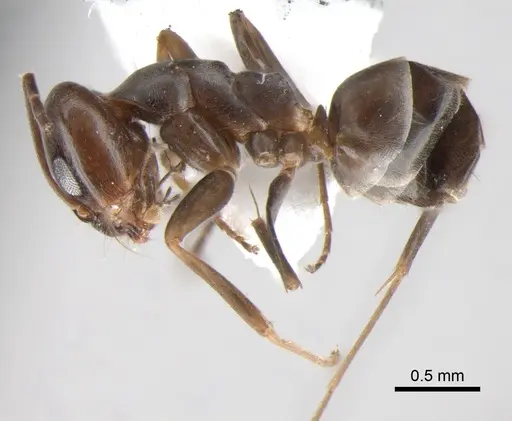 Dorymyrmex brunneus specimen CASENT0841142 image casent0841142_3