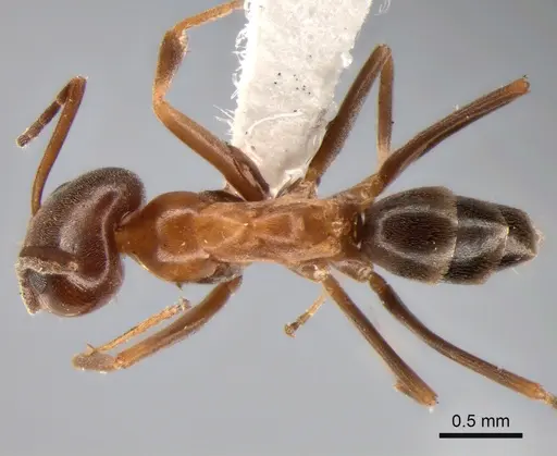 Dorymyrmex brunneus specimen CASENT0841165 image casent0841165_1
