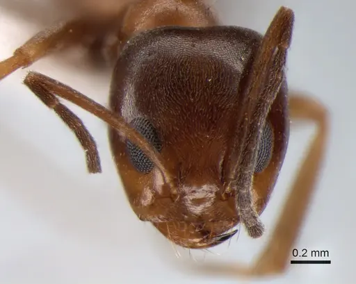 Dorymyrmex brunneus specimen CASENT0841165 image casent0841165_2