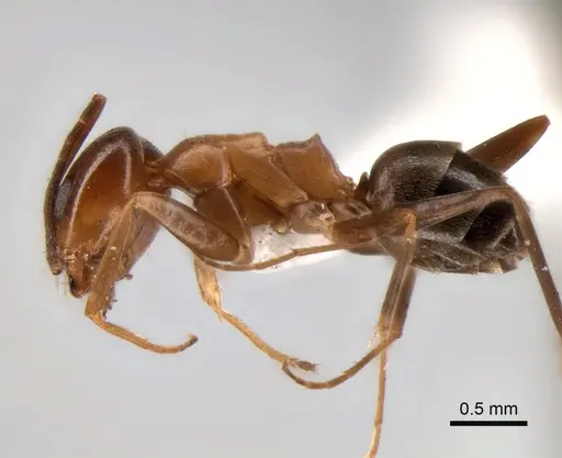 Dorymyrmex brunneus specimen CASENT0841165 image casent0841165_3