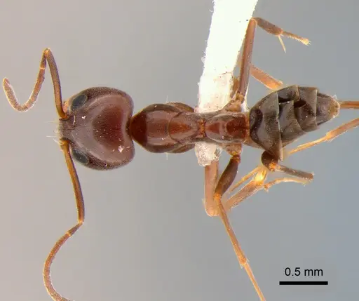 Dorymyrmex brunneus specimen CASENT0841186 image casent0841186_1
