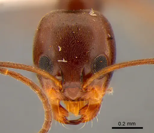Dorymyrmex brunneus specimen CASENT0841186 image casent0841186_2