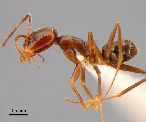 Dorymyrmex brunneus specimen CASENT0841186 image casent0841186_3
