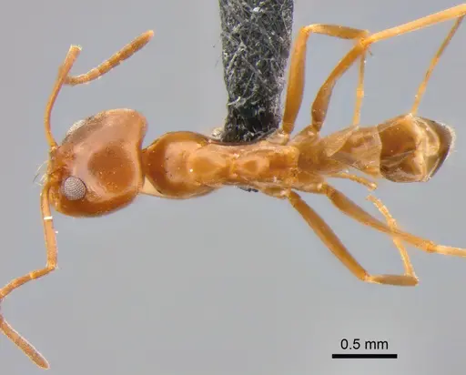 Dorymyrmex brunneus specimen CASENT0841198 image casent0841198_1