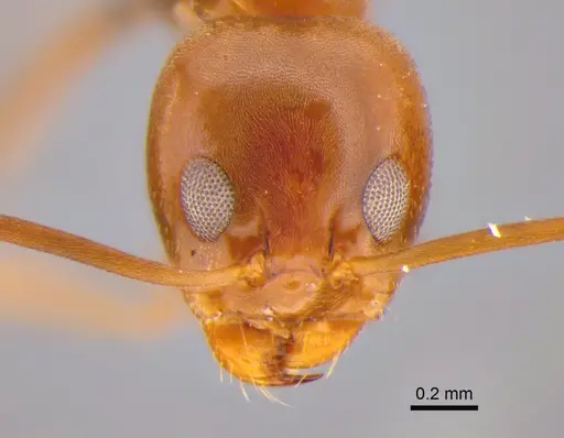 Dorymyrmex brunneus specimen CASENT0841198 image casent0841198_2