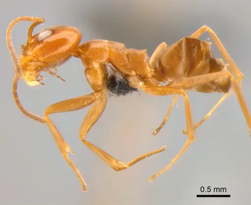 Dorymyrmex brunneus specimen CASENT0841198 image casent0841198_3