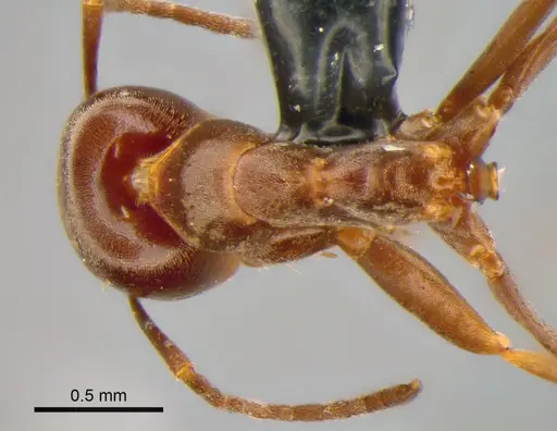 Dorymyrmex brunneus specimen CASENT0841201 image casent0841201_1