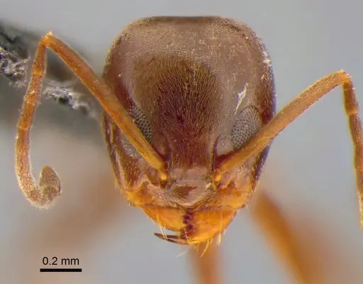 Dorymyrmex brunneus specimen CASENT0841201 image casent0841201_2