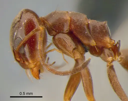 Dorymyrmex brunneus specimen CASENT0841201 image casent0841201_3