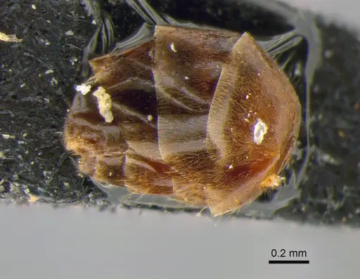Dorymyrmex brunneus specimen CASENT0841201 image casent0841201_4