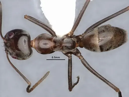 Dorymyrmex brunneus specimen CASENT0884389 image casent0884389_1