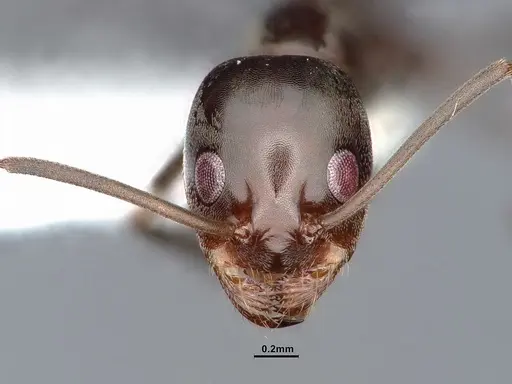 Dorymyrmex brunneus specimen CASENT0884389 image casent0884389_2