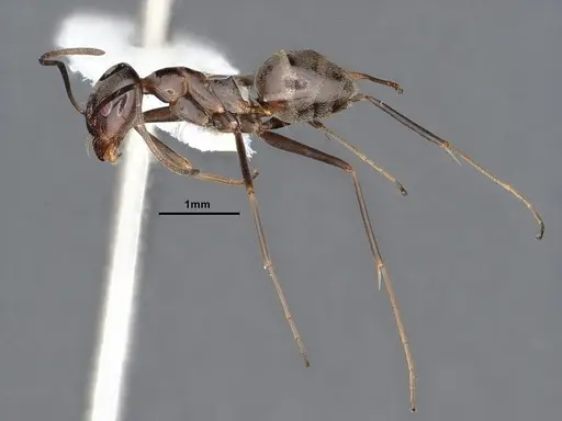 Dorymyrmex brunneus specimen CASENT0884389 image casent0884389_3