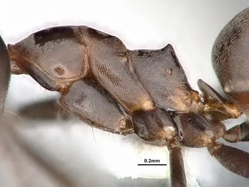 Dorymyrmex brunneus specimen CASENT0884389 image casent0884389_4