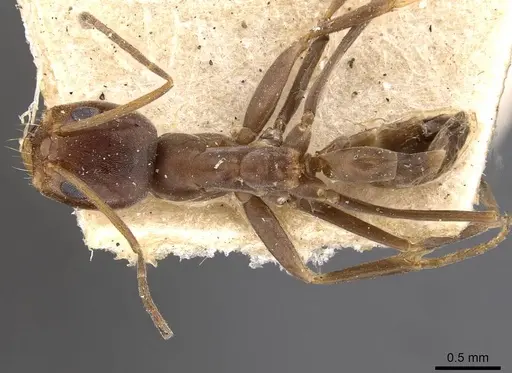 Dorymyrmex brunneus specimen CASENT0909742 image casent0909742_1