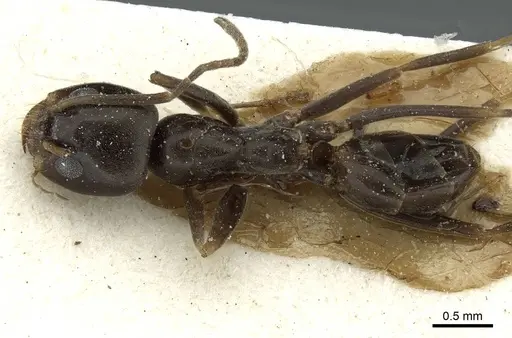 Dorymyrmex brunneus specimen CASENT0911528 image casent0911528_1