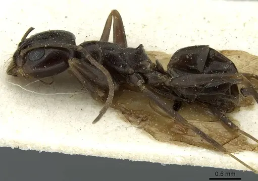 Dorymyrmex brunneus specimen CASENT0911528 image casent0911528_3