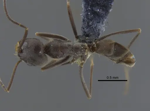 Dorymyrmex brunneus specimen CBUMAGENT41852 image cbumagent41852_1