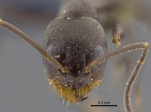 Dorymyrmex brunneus specimen CBUMAGENT41852 image cbumagent41852_2