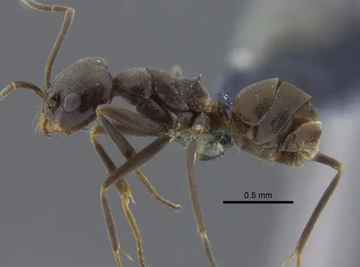 Dorymyrmex brunneus specimen CBUMAGENT41852 image cbumagent41852_3