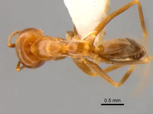 Dorymyrmex brunneus specimen DZUP517872 image dzup517872_1