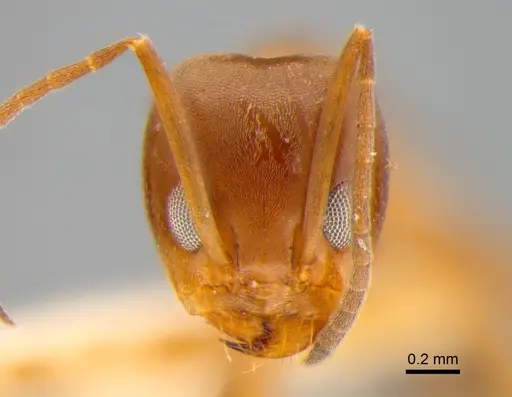 Dorymyrmex brunneus specimen DZUP517872 image dzup517872_2