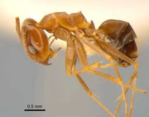 Dorymyrmex brunneus specimen DZUP517872 image dzup517872_3